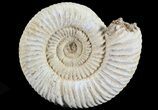 Perisphinctes Ammonite - Jurassic #68184-1